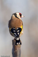 Goldfinch