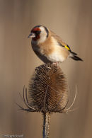 Goldfinch