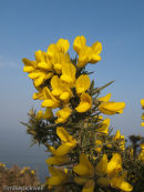 Gorse