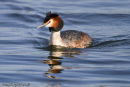 Great Crested Grebe