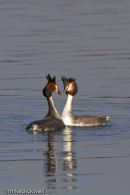 Displaying Great Crested Grebes