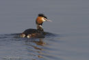 Great Crested Grebe