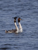 Great Crested Grebe displaying