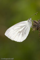 Green-veined White