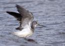 Greenshank