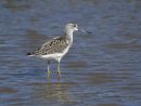 Greenshank