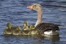 Greylag Goose