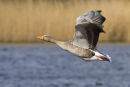 Greylag goose taking off