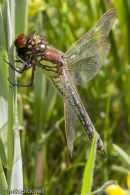 Female hairy dragonfly eating a bummblebee