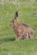 Brown Hare