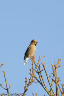Hawfinch