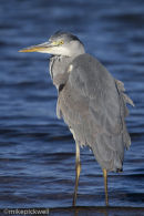 Heron