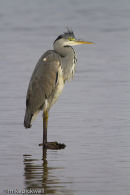 Heron