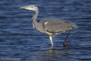 Heron