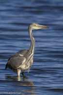 Heron