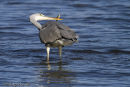 Heron with fish