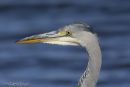 Heron close up