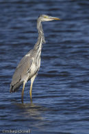 Heron