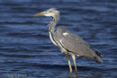 Heron