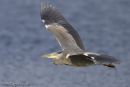 Heron