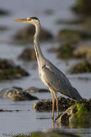 Heron