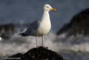Herring Gull