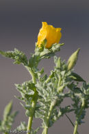 Yellow Horned Poppy