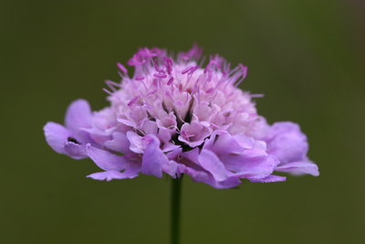 Scabious