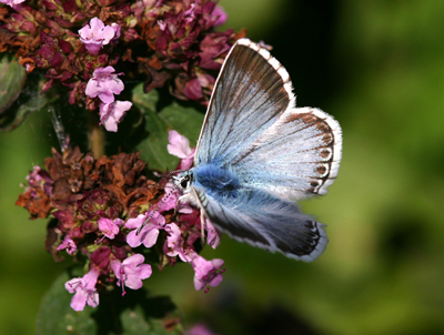 Holly Blue