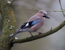 Jay