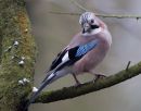 Jay