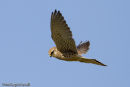 Kestrel