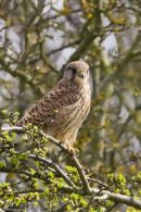 Kestrel