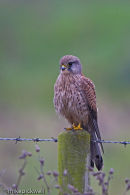 Kestrel