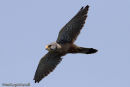 Kestrel