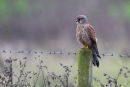 Kestrel