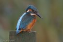 Kingfisher