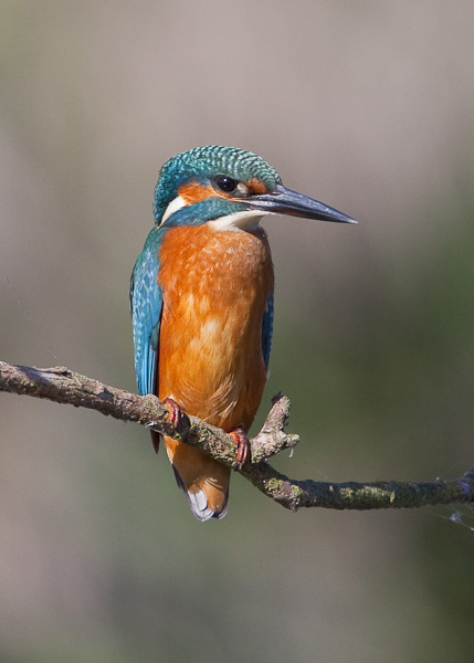 Kingfisher