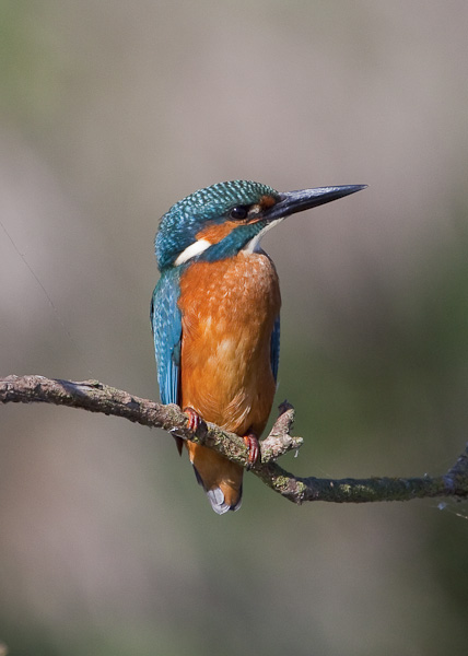 Kingfisher