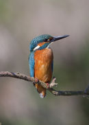 Kingfisher