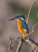 Kingfisher