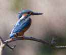 Kingfisher