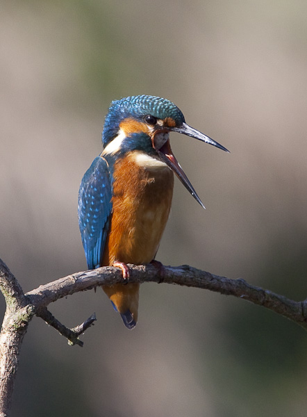 Kingfisher regurgitating pellet of fish scales and bones.