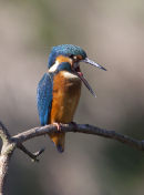 Kingfisher regurgitating pellet of fish scales and bones.