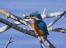 Kingfisher with fish.