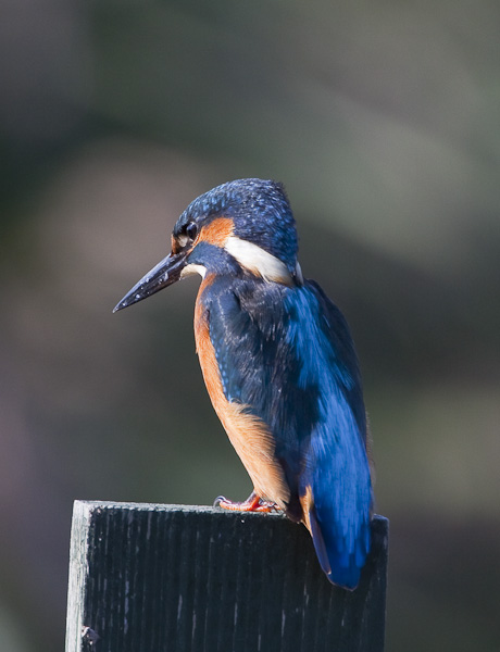 Kingfisher