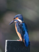 Kingfisher