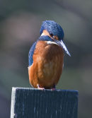 Kingfisher