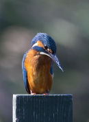 Kingfisher