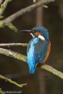 KIngfisher